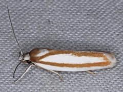 Xylorycta parabolella
