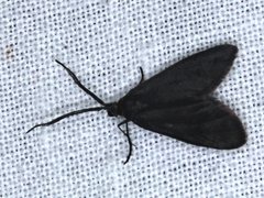 Pollanisus subdolosa