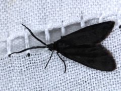 Pollanisus subdolosa