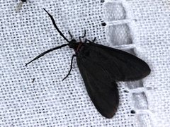 Pollanisus subdolosa