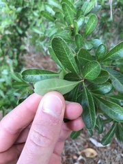 Pyracantha koidzumii