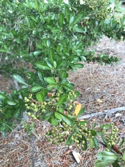 Pyracantha koidzumii