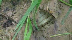 Euptychoides laccine