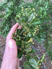 Pyracantha koidzumii