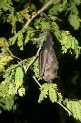 Artibeus jamaicensis yucatanicus