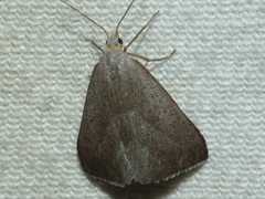 Adeixis inostentata