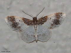 Hydrelia condensata