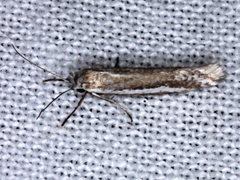 Mesopherna palustris