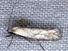 Mesopherna palustris