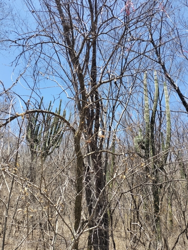 Image of Fouquieria macdougalii by no rights reserved