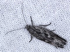 Catoryctis sciastis