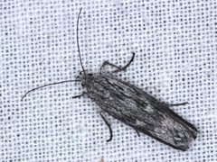 Catoryctis sciastis