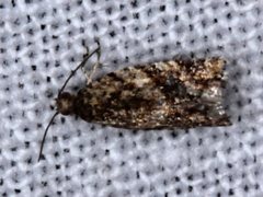 Isochorista encotodes