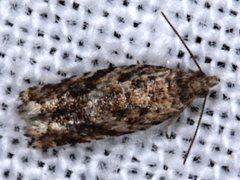 Isochorista encotodes