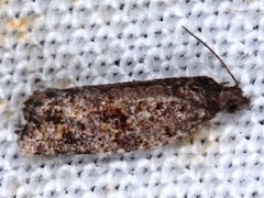 Isochorista encotodes