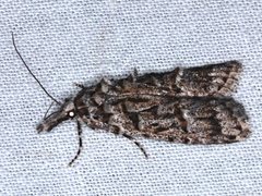 Carposina hyperlopha