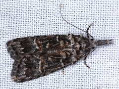 Carposina hyperlopha