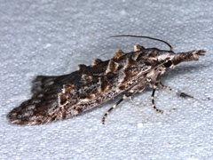 Carposina hyperlopha