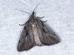 Phrixocomes ophiucha