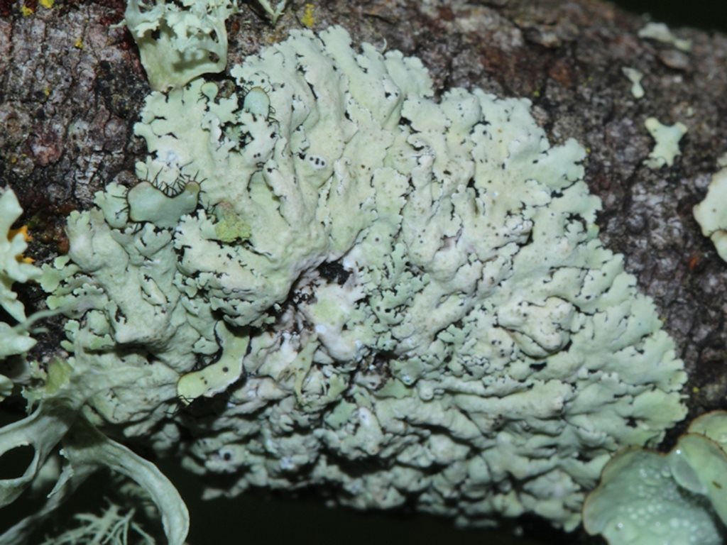 Physcia austrostellaris