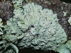 Physcia austrostellaris