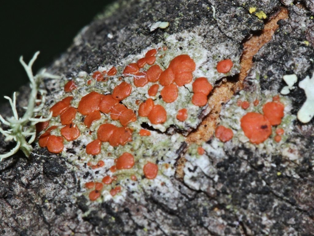 Ramboldia laeta