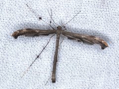 Tetraschalis arachnodes