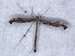 Tetraschalis arachnodes