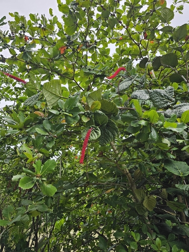Image of Coccoloba rugosa by (c) ritirene, some rights reserved (CC BY)