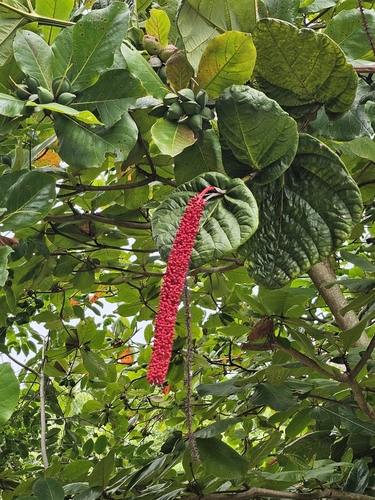 Image of Coccoloba rugosa by (c) ritirene, some rights reserved (CC BY)