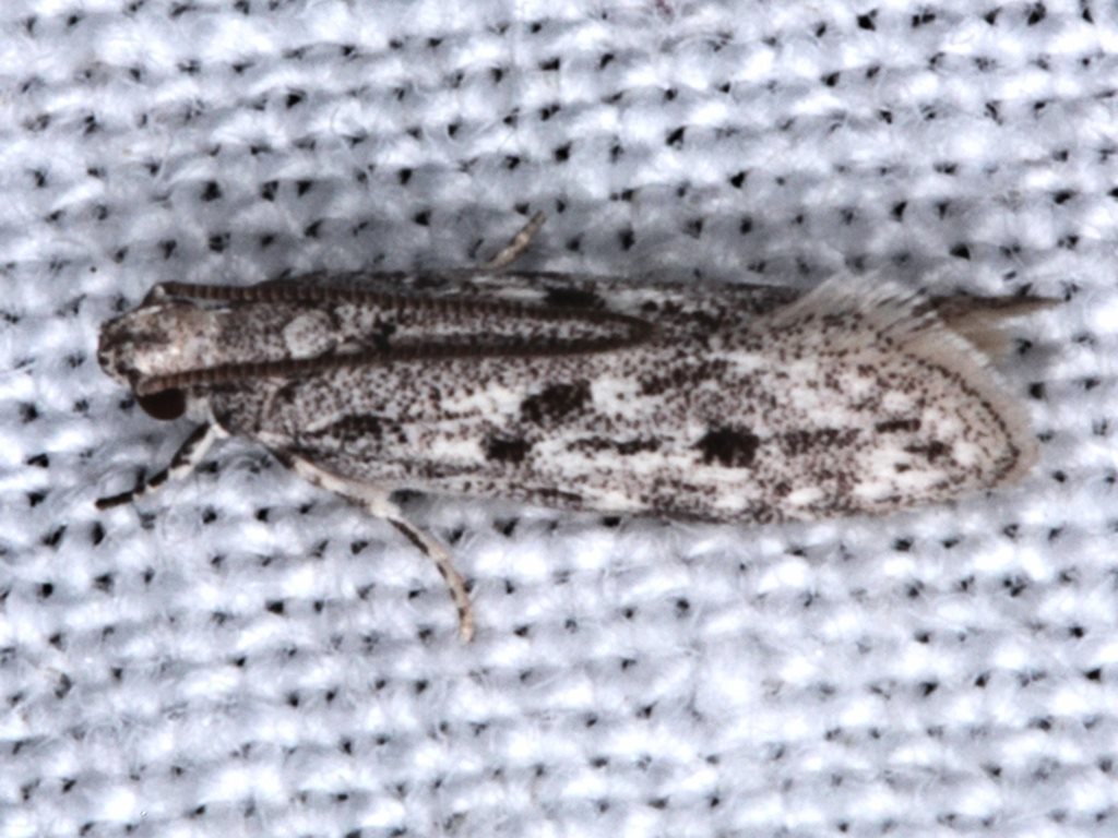 Ardozyga gypsocrana