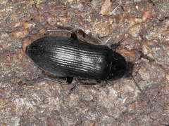 Melandrya caraboides