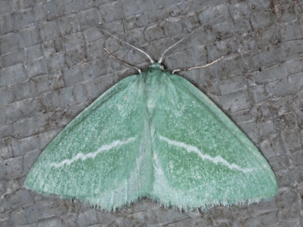 Euloxia fugitivaria