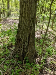 Quercus × columnaris