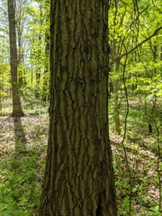 Quercus × columnaris