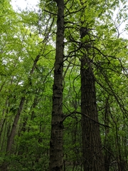 Quercus × columnaris