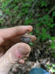 Quercus × columnaris