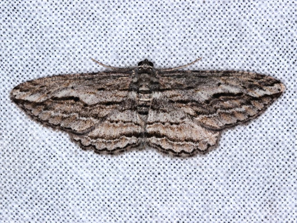 Syneora strixata