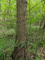 Quercus × columnaris