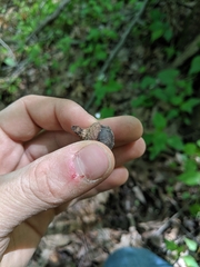 Quercus × columnaris