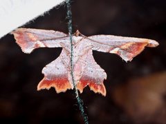 Proboloptera embolias