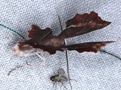 Proboloptera embolias