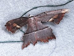 Proboloptera embolias