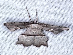 Proboloptera embolias