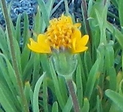 Raillardella scaposa