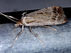 Tathorhynchus fallax