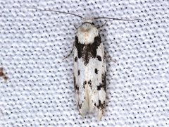Sympoecila delotypa