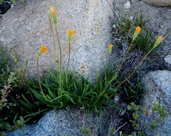 Raillardella scaposa