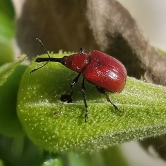 Merhynchites bicolor