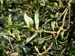 Persoonia arborea